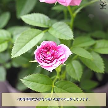 Blue薔薇様のorderのお品です。 Amazon.co.jp: ミニ薔薇 アスナロブルー 3.5号ポット 1個売り